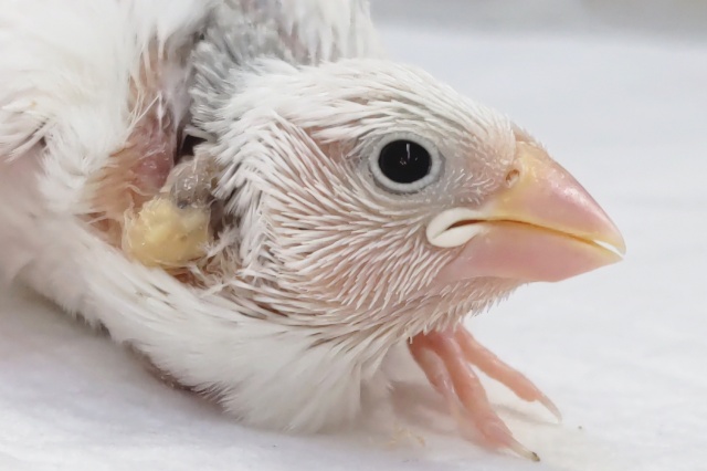 美っ美っと白よ～✨ 白文鳥