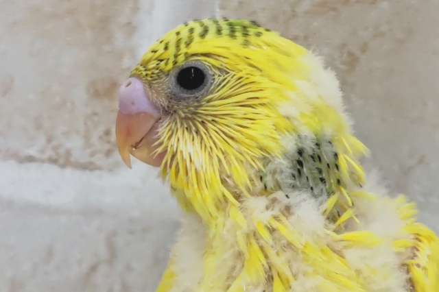 黄色マシマシ～💛 セキセイインコ(グリーンパイド)