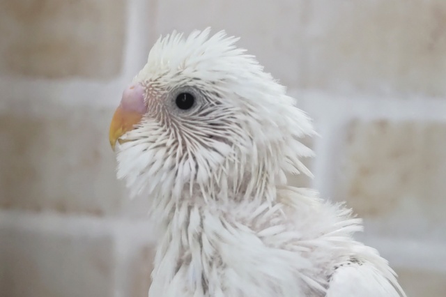 これが白のタブファク～🤍 セキセイインコ(白ダブルファクター)