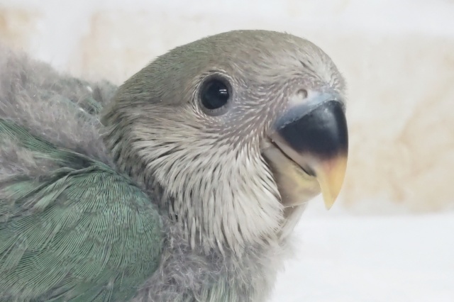 少し淡い感じ？のブルー🍒 コザクラインコ(ブルーチェリー)