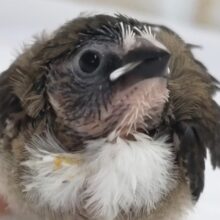 虜になっちゃう可愛さ～🥰 十姉妹