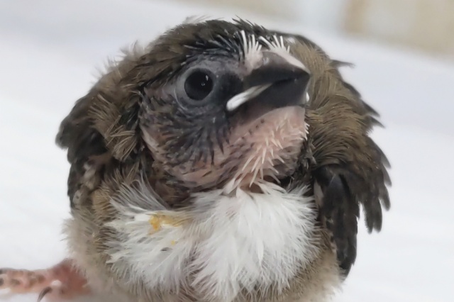 虜になっちゃう可愛さ～🥰 十姉妹