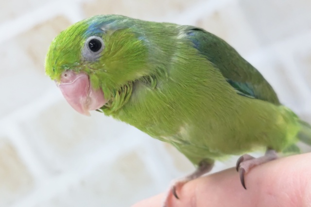 最新画像あり！ 緑のかわいいマメさん～💚 マメルリハインコ(ノーマル)