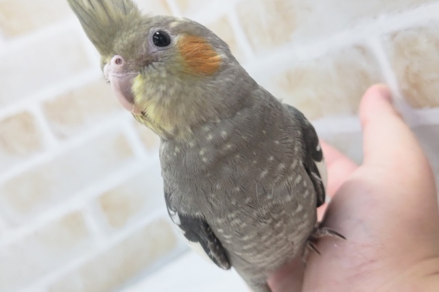 最新画像あり！ 全身のグレーが魅力～🩶 オカメインコ(ノーマル)