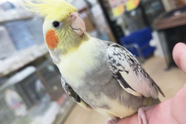 最新画像あり！組み合わせグッド～🌟　オカメインコ(パールパイド)