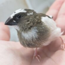 最新画像あり！ 白多めがかわいい～🫧 十姉妹