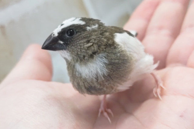 最新画像あり！ 白多めがかわいい～🫧 十姉妹