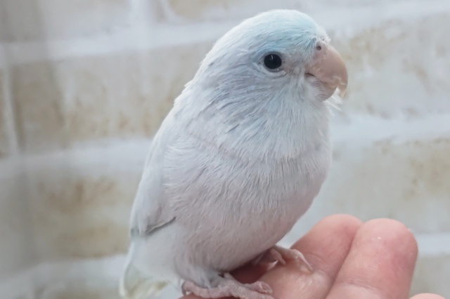 最新画像あり！　この色合い、たまらない～👊　マメルリハインコ(アメリカンホワイト)