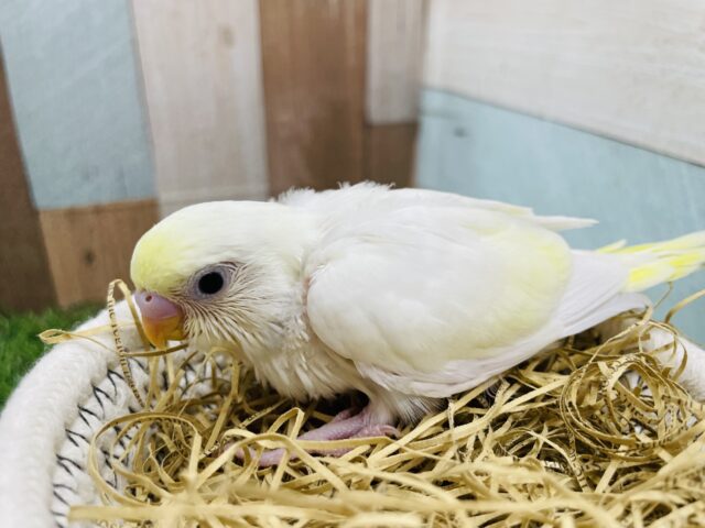 優しいお色のキュートなコ💕セキセイインコのクリーム！