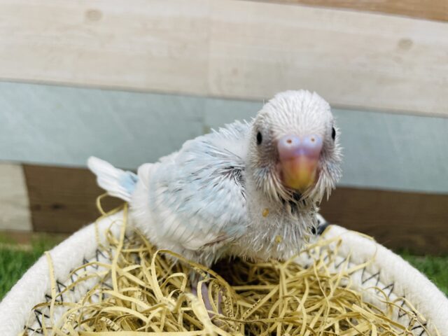 薄めの優しいお色のコ♪セキセイインコのスパングル！！