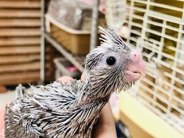 ウブウブなヒナが入舎！　オカメインコ