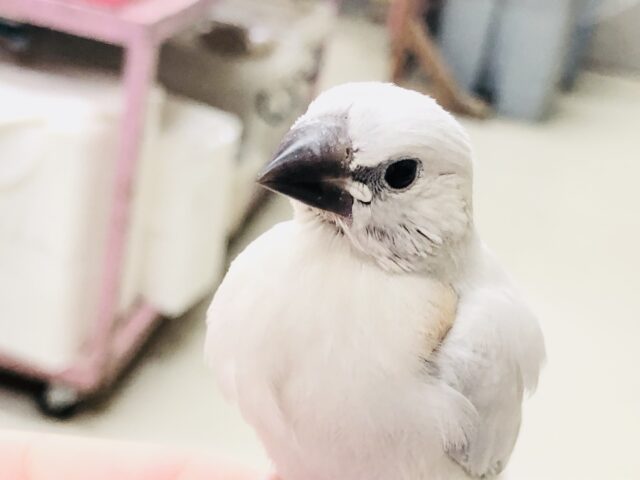 渋いカラーはお好きですか～？？　シルバー文鳥