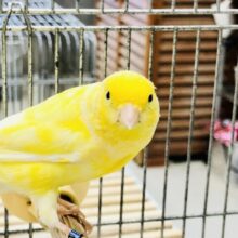 今期のカナリア入舎です！！