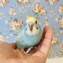 最新画像🌟溢れる愛おしさ❤︎手乗りセキセイインコ(レインボー)🫧