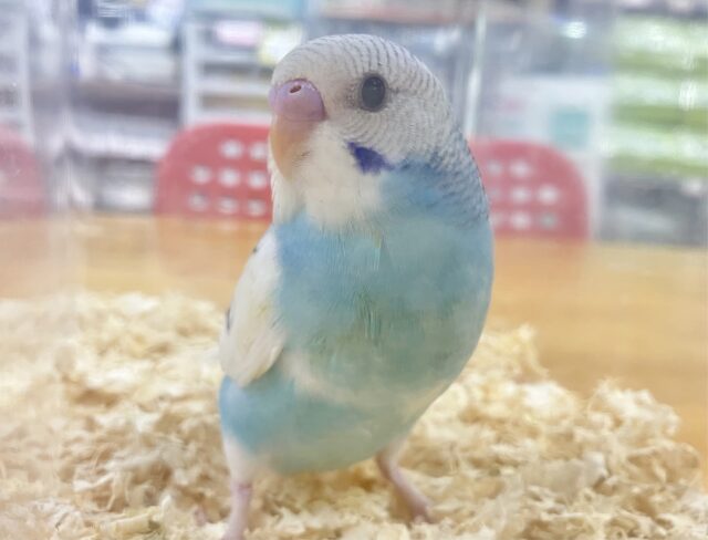 ✨️最新画像あります✨️ぺたりん♥️ セキセイインコ(パイド)2023年9月生まれ