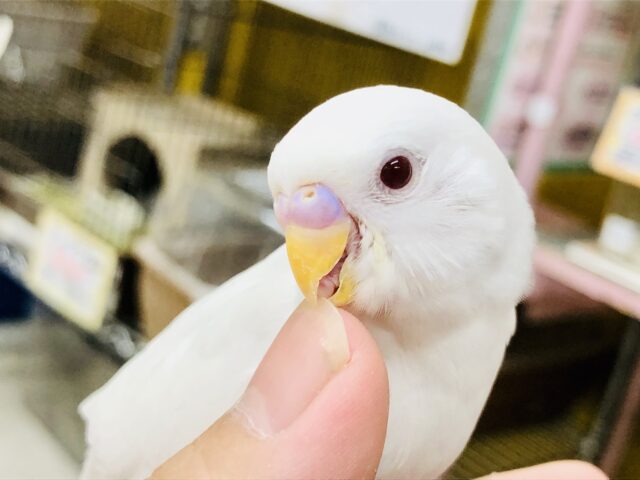 人気のホワイトカラー　少し早いけどクリスマスカラー？？　セキセイインコ