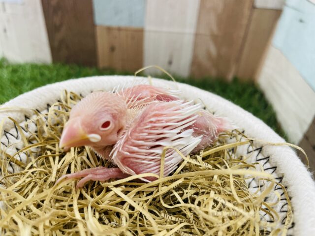 白い体に赤目のヒナヒナさん♪アルビノ文鳥！！