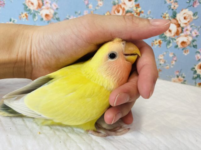 最新画像🌟まんまるクリクリおめめ❤︎愛しのプリティーコザっちです❤︎❤︎