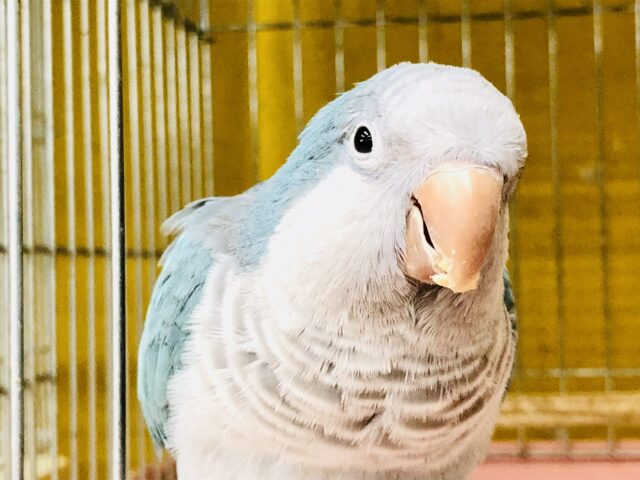 人気のブルー!!少~し緊張しています・・・ オキナインコ 人気のブルー!!少~し緊張しています・・・ オキナインコ