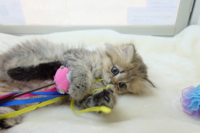 美猫ペルシャちゃん💕2023年8月20日生まれ　女の子