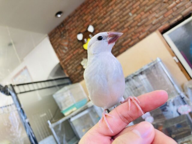 最新画像🌟一人餌です❤︎最高に人懐こい❤︎手乗りシルバー文鳥さん🪶✨