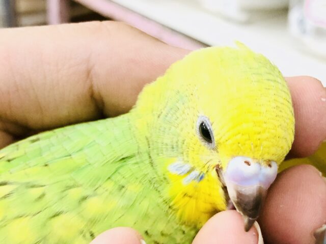 さっぱり果実カラー　セキセイインコのスパングル柄です！！