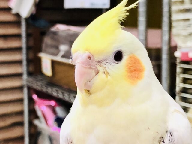 【最新画像更新☆☆徐々にあまあまさん】さぁウブウブ元気いっぱいオカメちゃん！！　入舎したばかりだよね？？