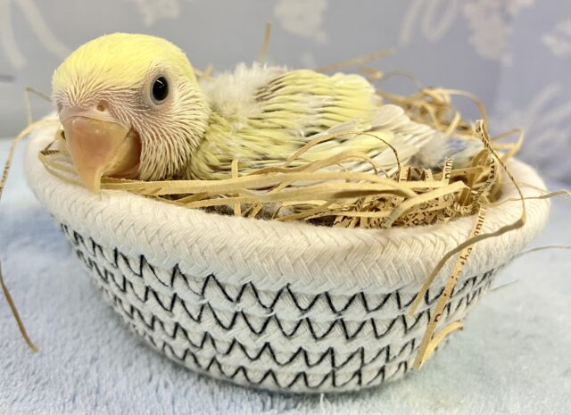 優しいお色💛 コザクラインコ(シナモン)2023年9月生まれ