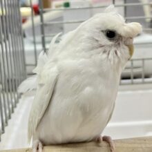 ❣️最新画像あります❣️美白‎🤍羽衣セキセイインコ(ダブルファクター) 2023年7月生まれ