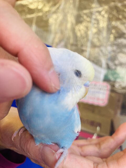 最新画像🌟激かわです❤︎柔らかクリーミー🫧❤︎手乗りセキセイインコさん(スカイブルー)🪶✨