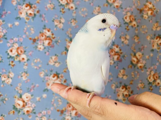 とってもかわいいブルーパイド🫧一人餌です🌟手乗りセキセイインコさん🫶🏻✨