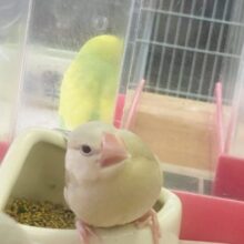 一人餌🫧柔らか上品カラー❤︎手乗りシナモン文鳥さん🪶✨