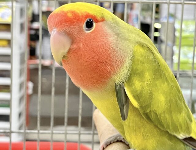 ❣️最新画像あります❣️ファンキー❤️コザクラインコ(タイガーチェリー) 2022年10月生まれ
