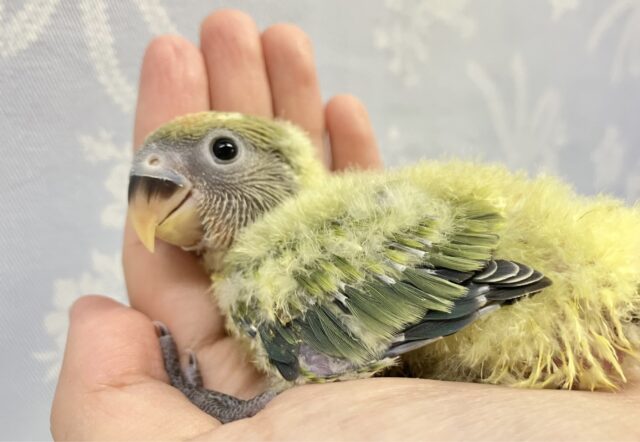 優しい色合い💕 コザクラインコ (オパーリン)2023年9月生まれ