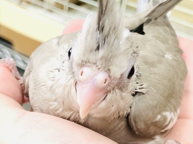 淡いシナモンカラーに～ほっぺたのチークが～無い？？　オカメインコ