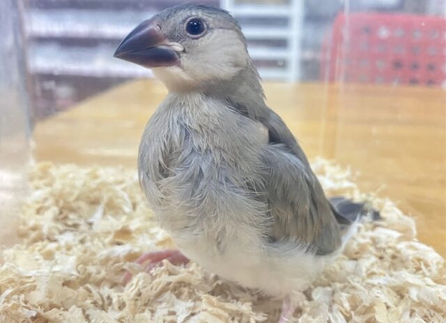 ✨最新画像✨白黒🤍🖤桜文鳥 2023年9月生まれ