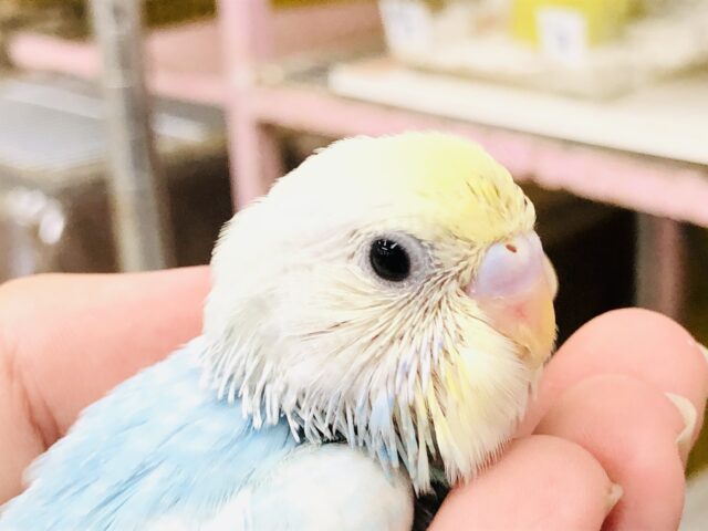 パステルな明るいカラーが人気！！　セキセイインコ