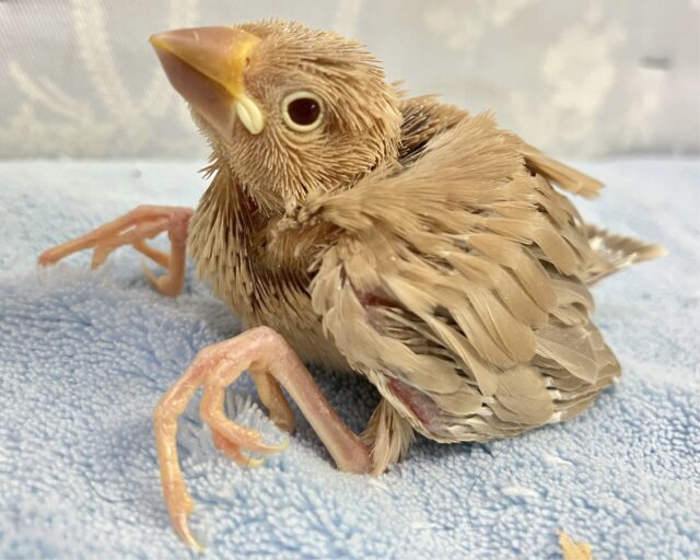 ポカポカ優しいお色🤎 シナモン文鳥 2023年9月生まれ