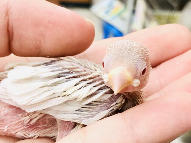 ん？シナモン文鳥？？いやこのカラーは！！　シルバー文鳥