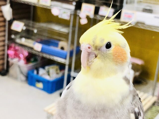 ただいま手乗り練習中！！　お手伝いしてくれますか？？