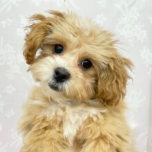 仲良くなるとぺろぺろ攻撃してきます🫶🏻 トイプードル×ペキニーズ(レッド＆ホワイト) 女の子︎︎ ♪ 2023年6月10日生まれ！