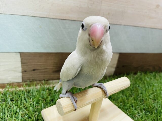 美白の綺麗なシロちゃんです♪シロボタンインコ！！
