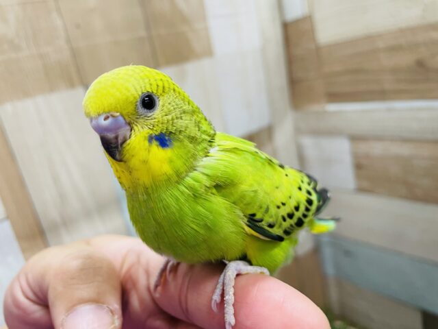 最新画像あります☆模様が少なくとっても可愛いライムちゃん💕セキセイインコのオパーリン！