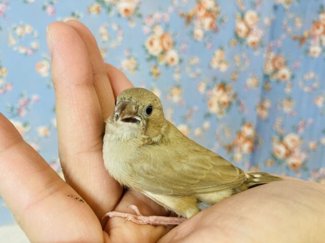 最高の羽色🪶✨手乗りキンカチョウ雛ちゃん❤︎