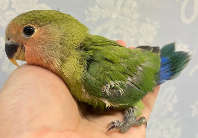 ❣️最新画像あります❣️温かグリーン💚 コザクラインコ ノーマル 2023年9月生まれ