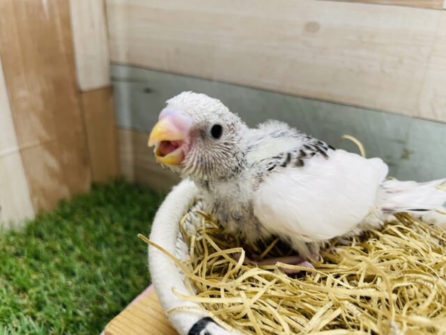 綺麗なグレーの模様が美しい✨セキセイインコのグレーパイド！