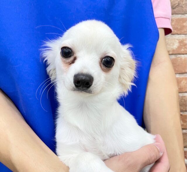 最新画像！真顔さん😏  チワワ×カニンヘンダックス（クリーム）男の子☆ 2023年6月10日生まれ！