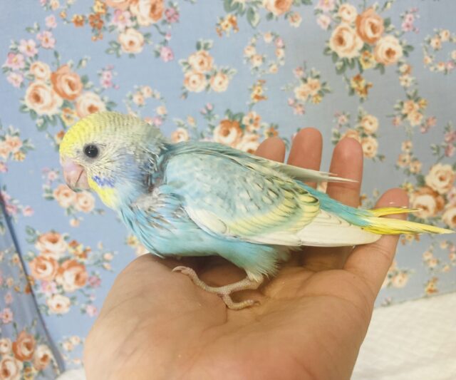 キラキラ輝く✨最高の色合い❤︎手乗りセキセイインコ(スカイブルー)🕊🫧