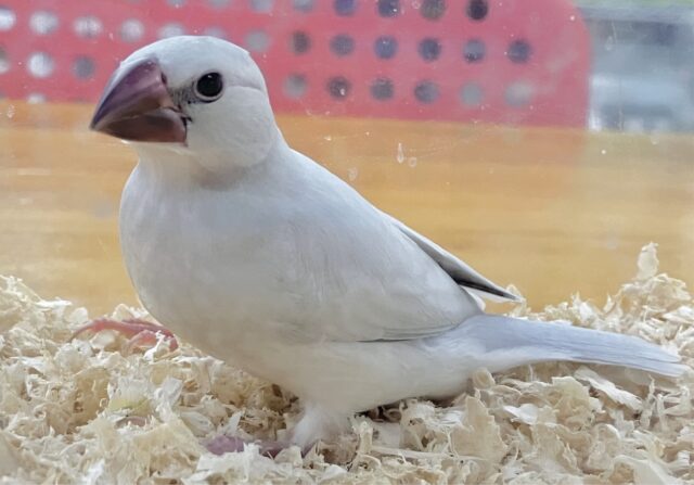 最新画像✨白寄りのグレー🩶シルバー文鳥 2023年9月生まれ