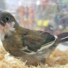 ❣️最新画像❣️小さい✨十姉妹 2023年9月生まれ